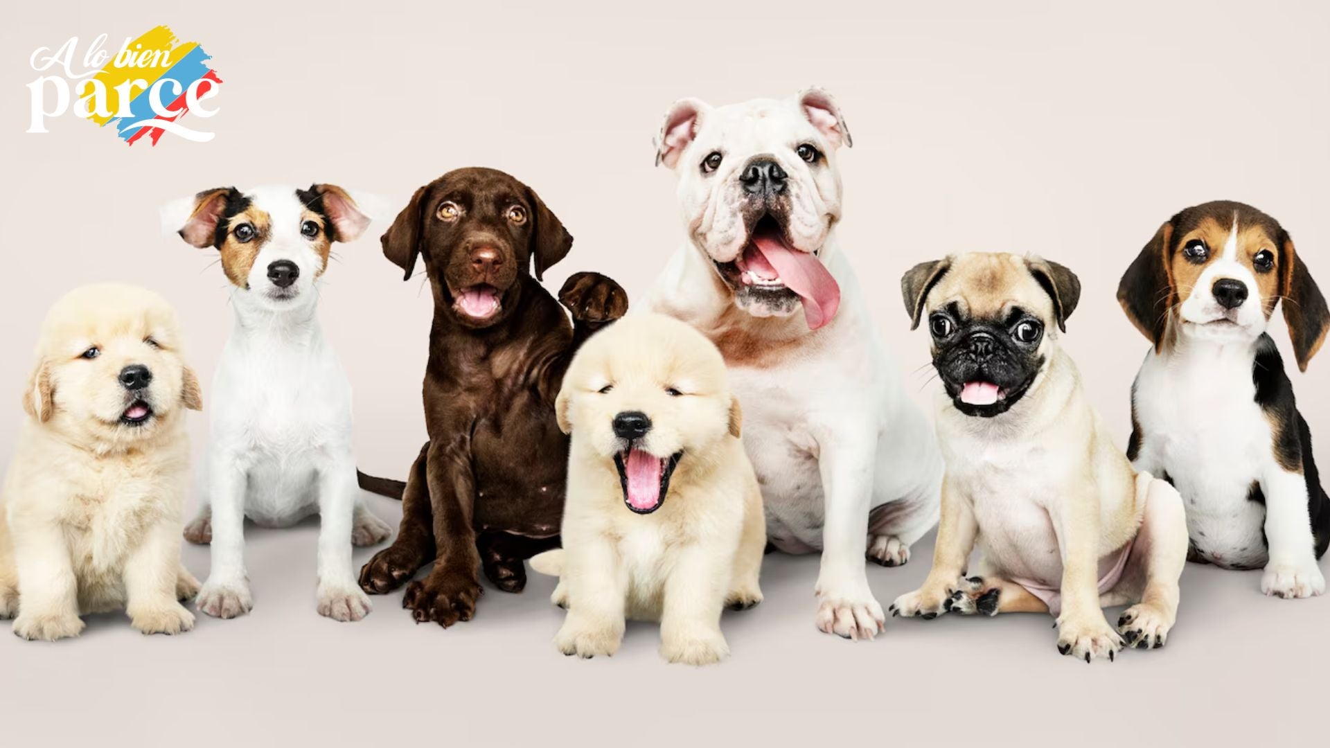 Goles de Cuatro Patas